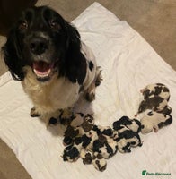 English Springer Spaniel dogs - Advert 10