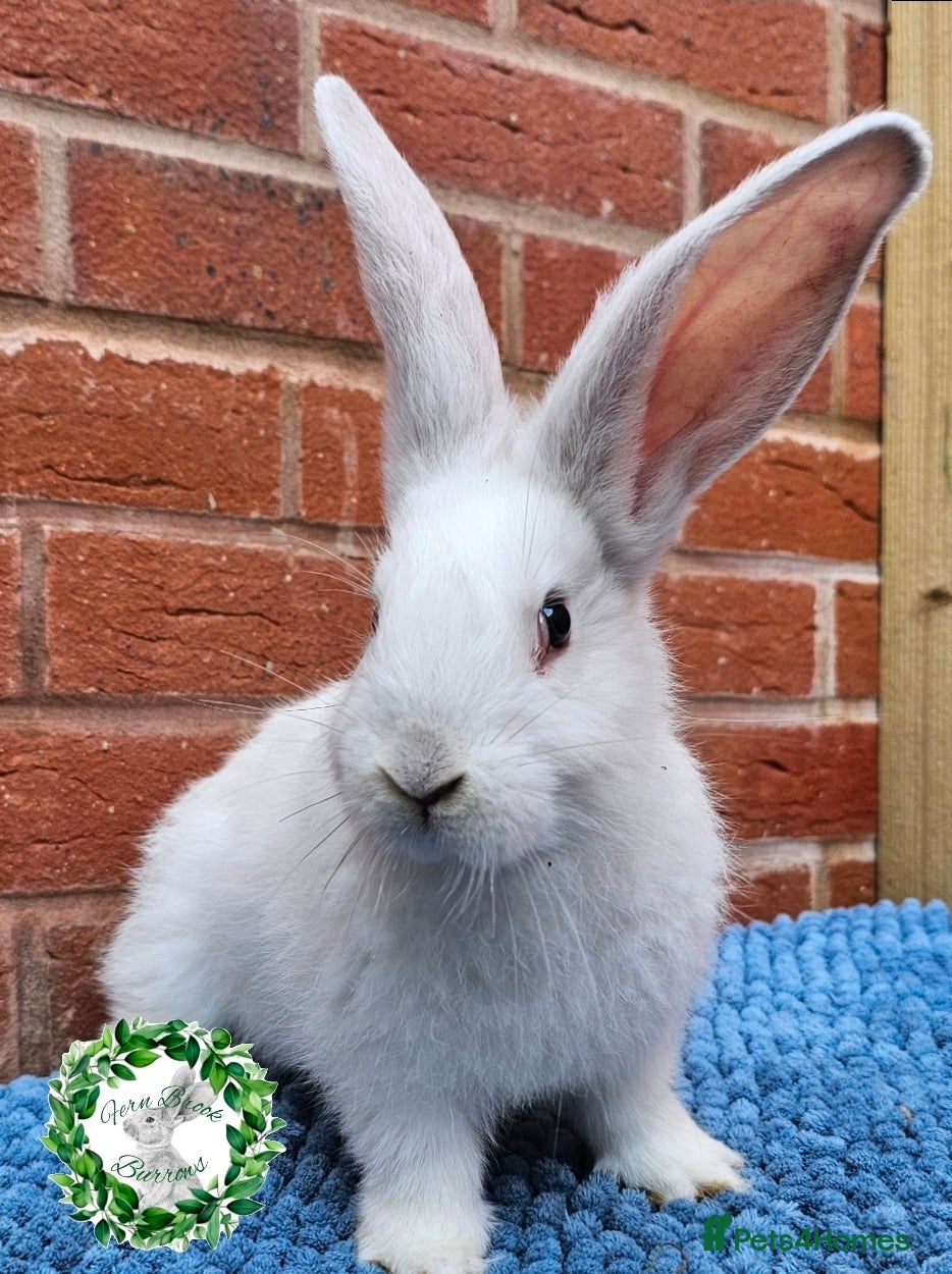 Continental Giant rabbits Purebred Continental Giants - Advert 16