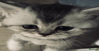 Scottish Fold cats - Advert 6