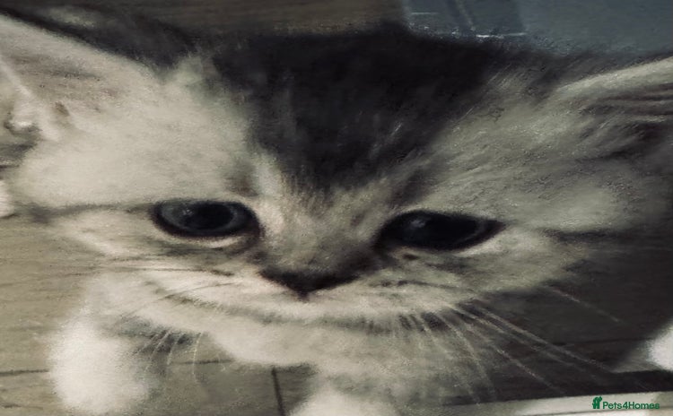 Scottish Fold cats - Advert 11