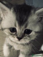 Scottish Fold cats - Advert 6