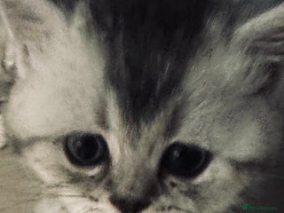 Scottish Fold cats - Advert 9