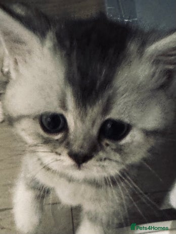 Scottish Fold cats - Advert 2