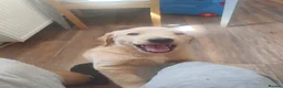 Goldador dogs for sale: Goldador female  in Norwich - Advert 12