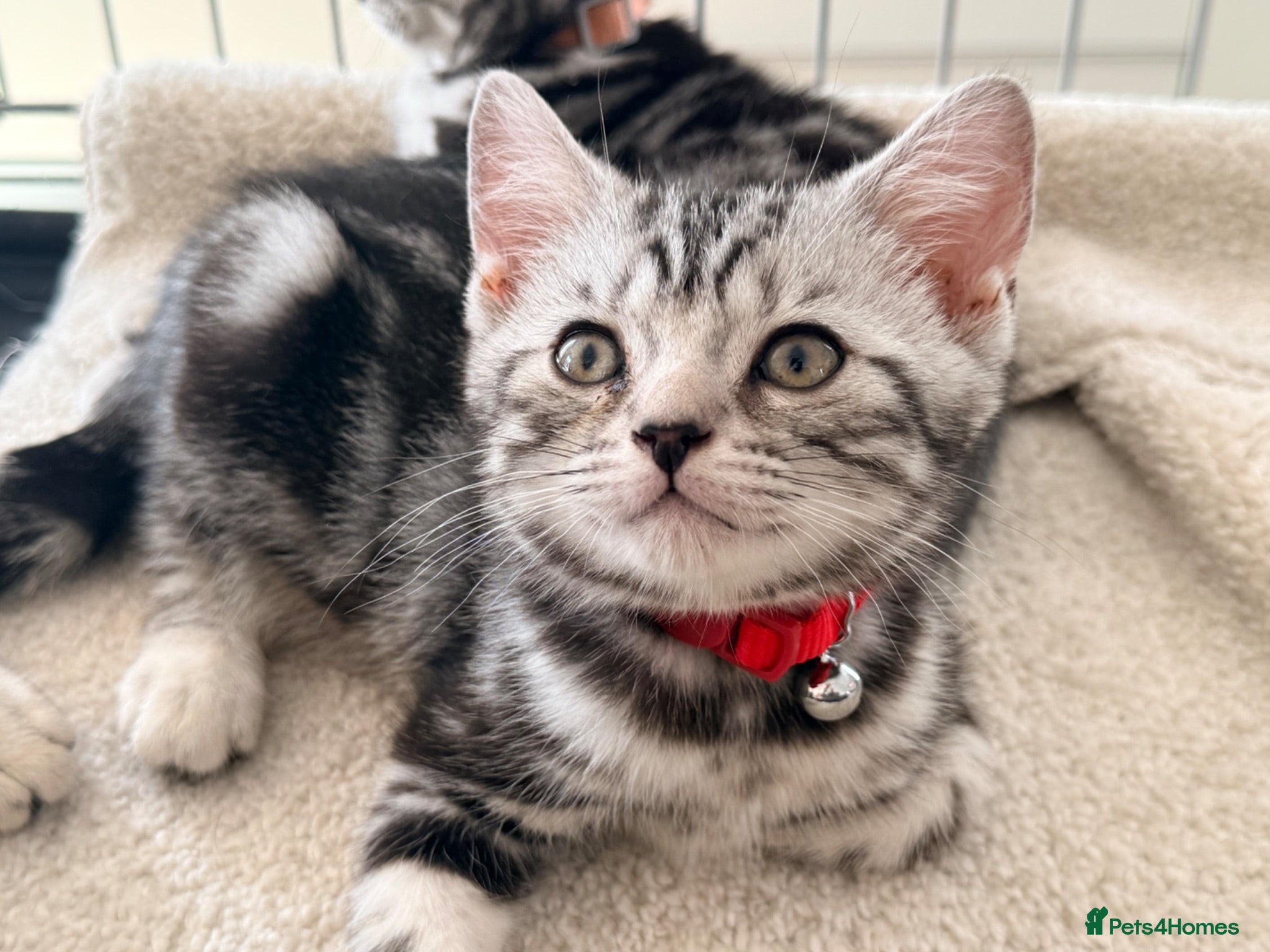 British Shorthair cats GCCF Champions Pedigree BSH Silver Tabby Kittens  - Advert 1