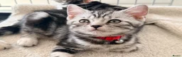 British Shorthair cats for sale: Outstanding GCCF Champion BSH Silver Tabby Kittens - Advert 16