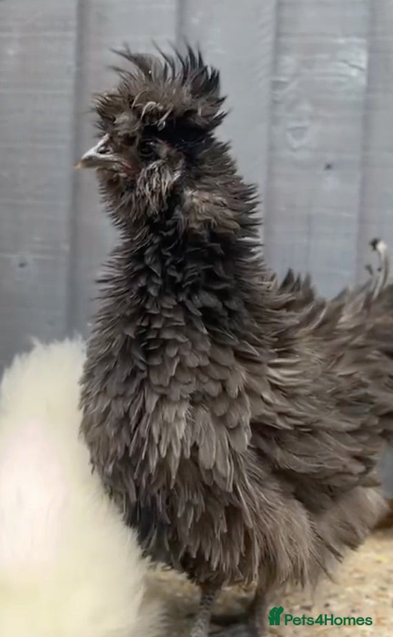 Chickens poultry Black Frizzle Satin Silkie  - Advert 1