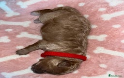 Cockapoo dogs for sale: 🌸3 gorgeous Chunky Cockapoos 🌸 - Image 17