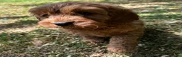 Mixed Breed dogs for sale: F1 Fox red cavapoo  - Advert 2