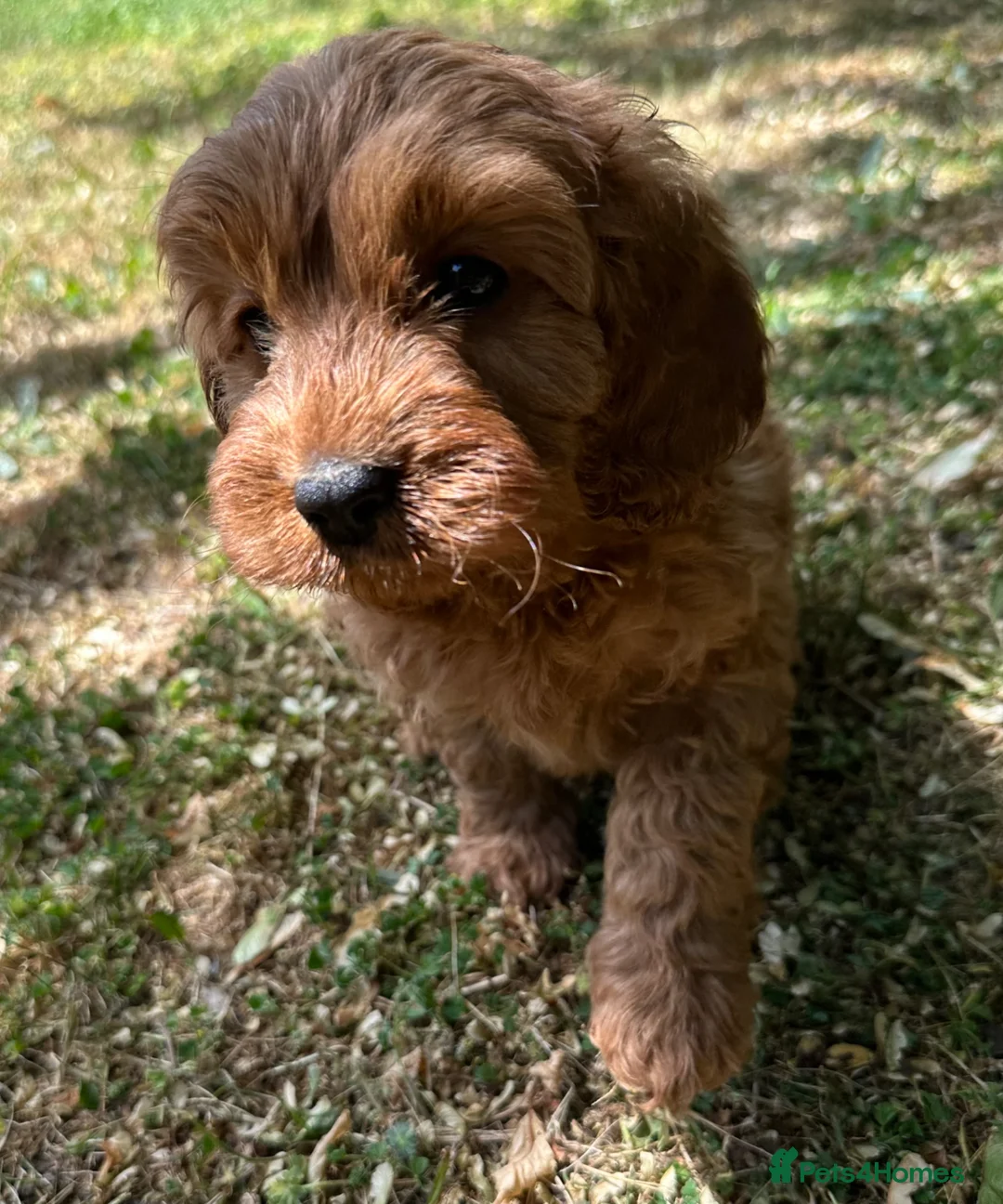 Mixed Breed dogs for sale: F1 Fox red cavapoo  - Advert 2