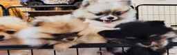 Pomeranian dogs for sale: 1 girl left - KC registered pomeranian puppies - Advert 29