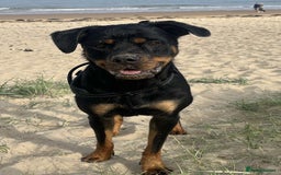 Rottweiler dogs for sale: Female Rottweiler  - Image 8