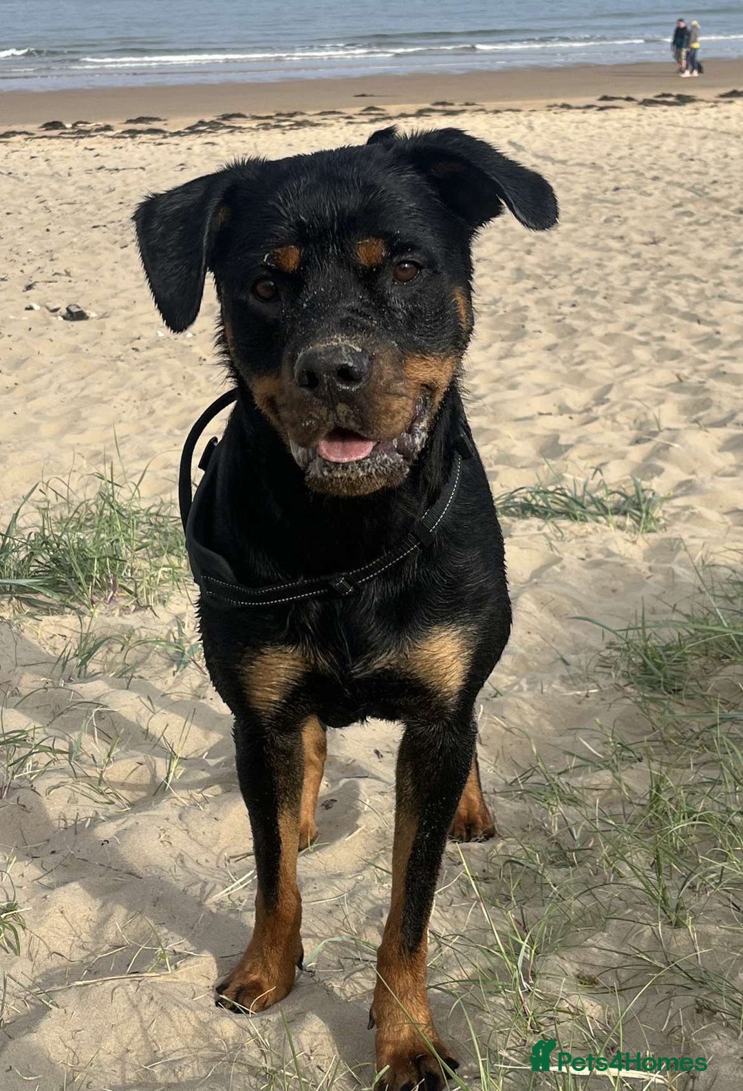 Rottweiler dogs for sale: Female Rottweiler  - Image 8