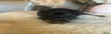 Mixed Breed 9