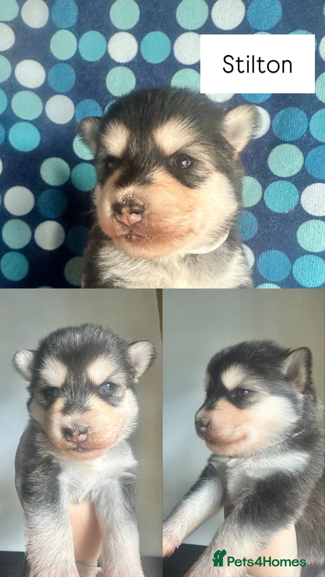 Pomsky dogs for sale: Beautiful husky marked Pomskies  - Image 27