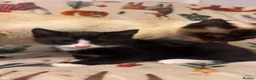 Siamese cats for sale: Lovely Siamese kittens ready to leave  - Advert 11