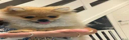 Pomeranian dogs for sale: Beautiful Miniature Pomeranian  - Advert 22