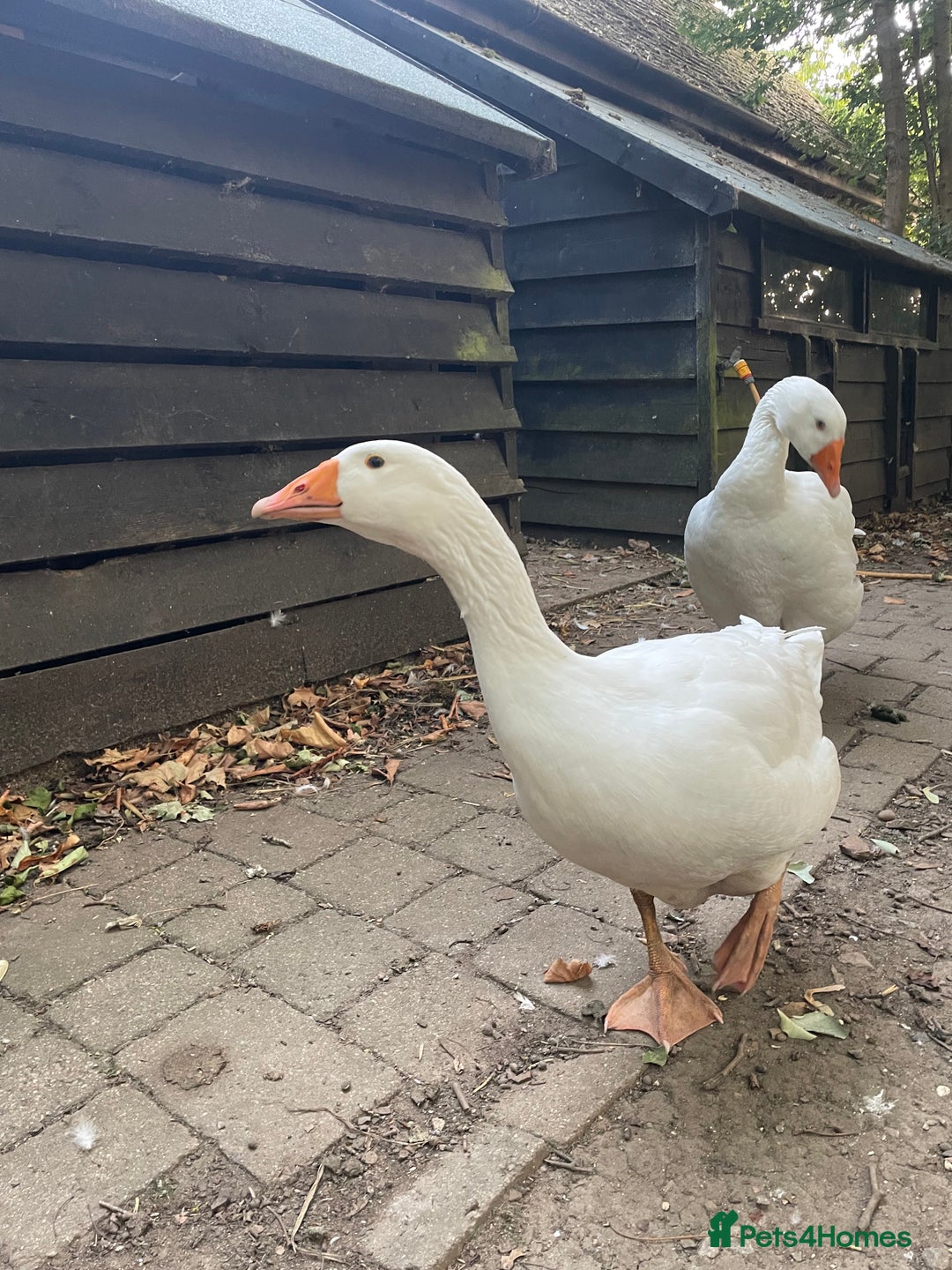 Geese poultry for sale: Embden Geese  - Image 4