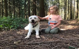 Labrador Retriever dogs for sale: Chunky KC Registered Labrador puppies - Image 22