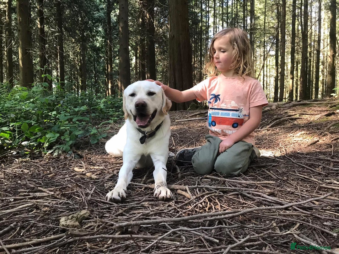 Labrador Retriever dogs for sale: Chunky KC Registered Labrador puppies - Image 22