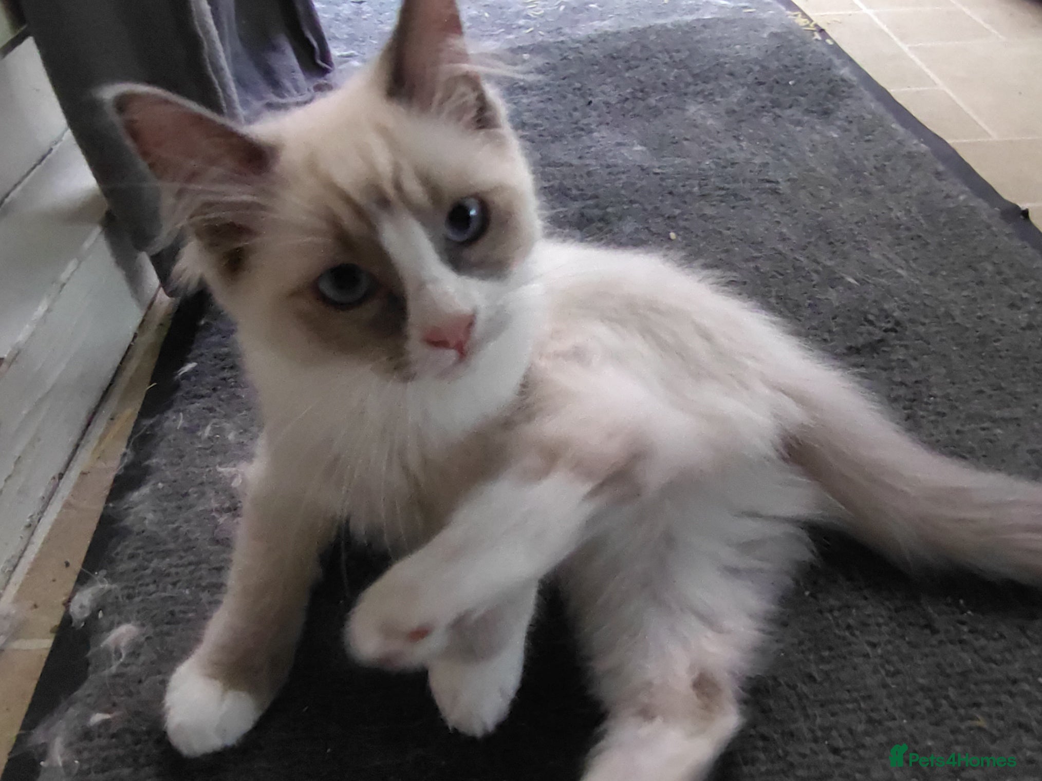 Ragdoll cats Beautiful Male Ragdoll Kittens - Advert 2