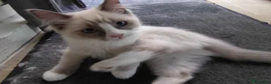 Ragdoll 3