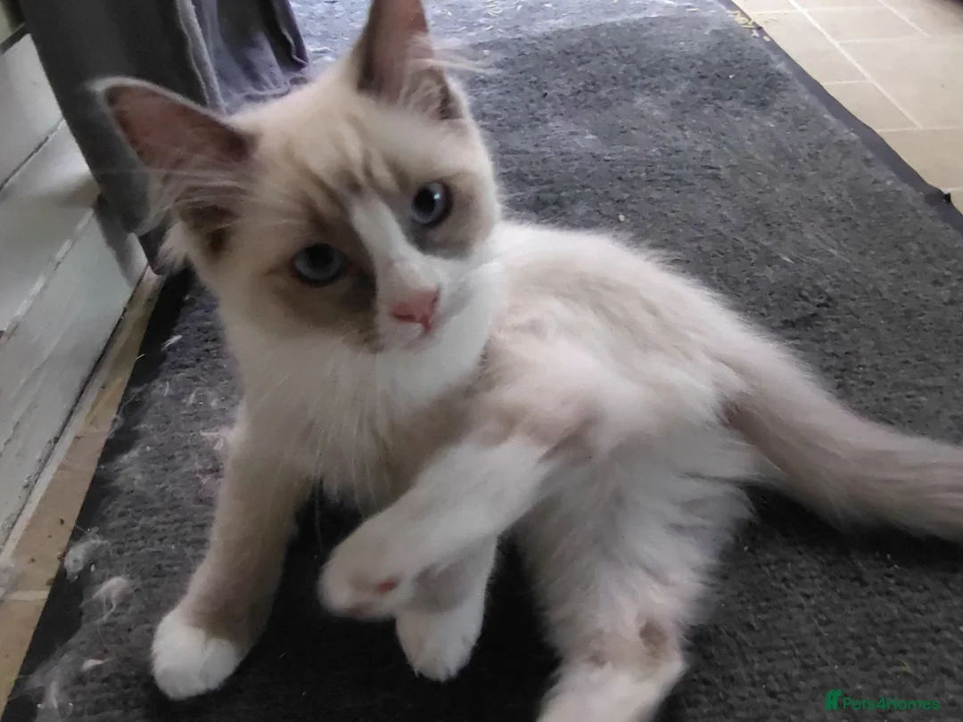 Ragdoll cats for sale: Beautiful Male Ragdoll Kittens - Advert 2