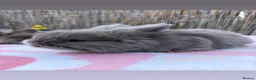 Angora rabbits for sale: pedigree english angoras  - Advert 8