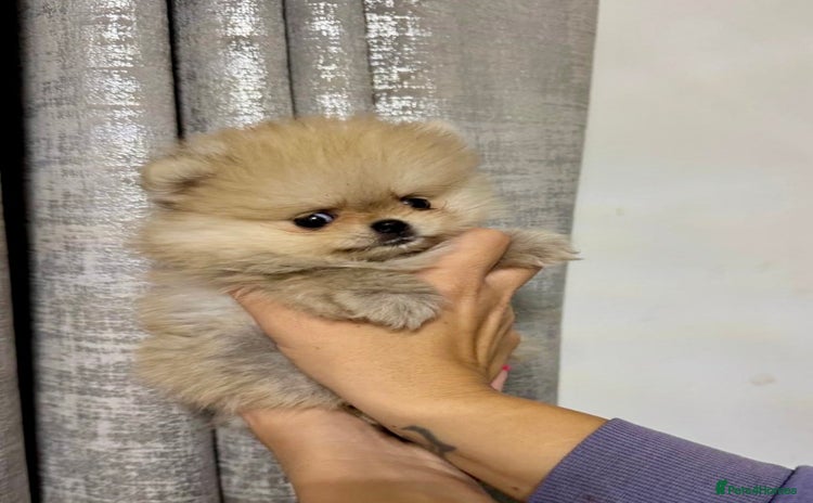 Pomeranian dogs - Advert 3