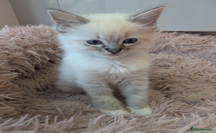 Ragdoll cats - Advert 2