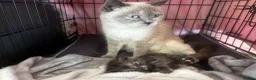 British Shorthair cats for sale: 🍫Rare coat British short hair 🍫 - Advert 4