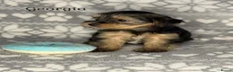 Yorkshire Terrier dogs for sale: Girls-Gorgeous Yorkshire Terrier-Ready 14 August - Advert 10