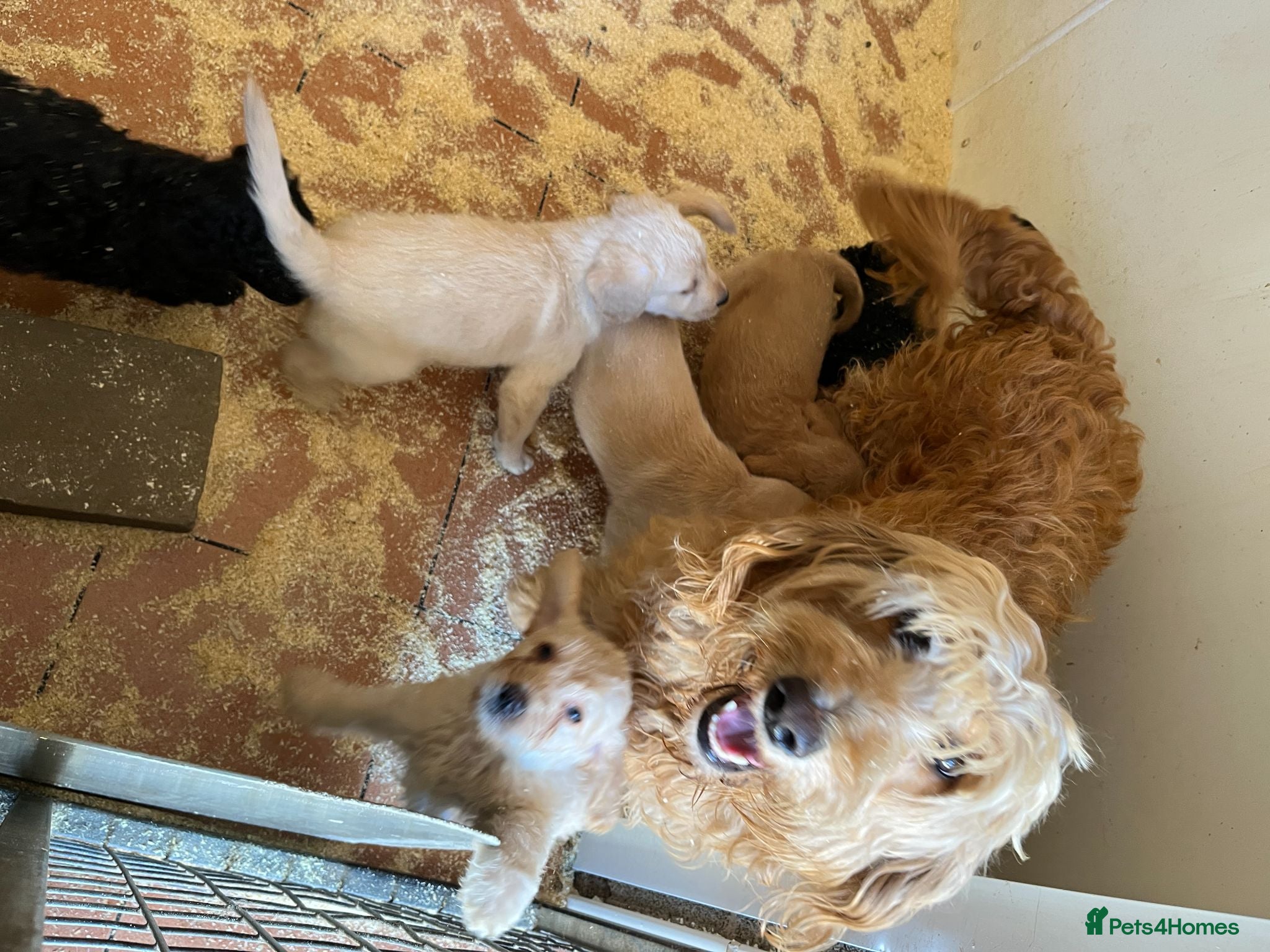 Labradoodle dogs Labradoodle pups for sale - Advert 3