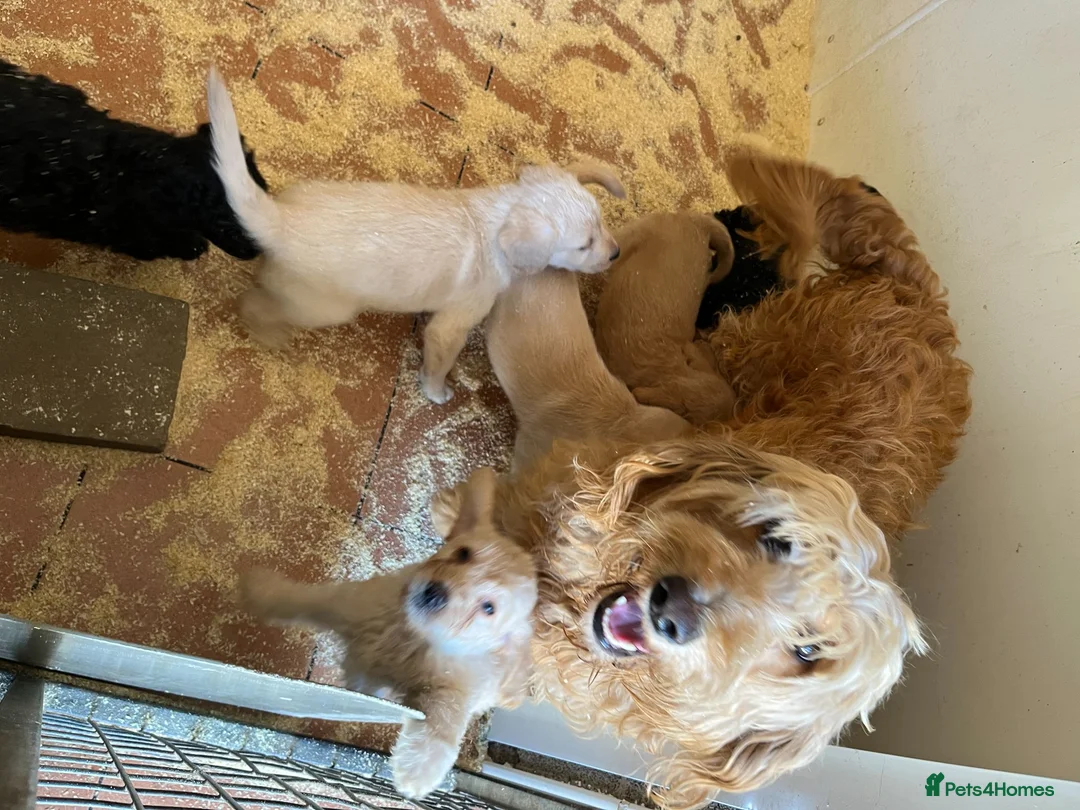 Labradoodle dogs for sale: Labradoodle pups for sale - Advert 1