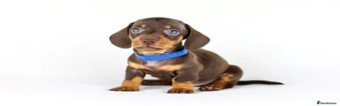 Miniature Dachshund 2