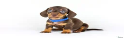 Miniature Dachshund dogs for sale: Short Haired miniature dachshund Puppy’s  - Advert 14