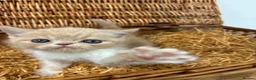 Exotic cats for sale: Chunky exotic female kitten - Advert 7