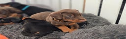 Dobermann dogs for sale: HEALTH TESTED, HOME REARED, STUNNING DOBERMAN PUPS - Advert 17