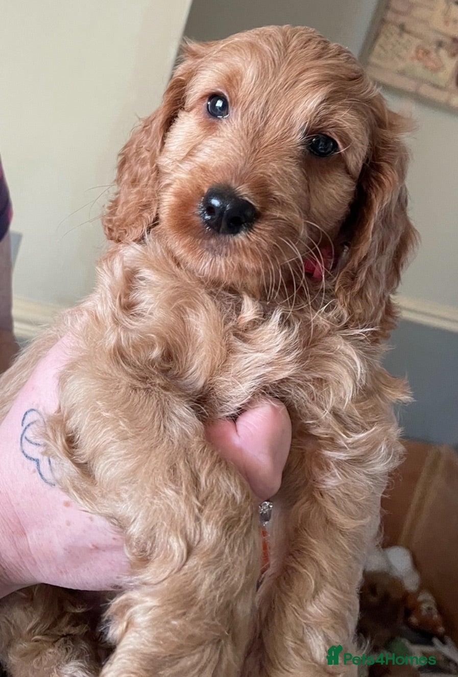 Cockapoo dogs *Health Tested*Ready to leave*F1 Cockapoo’s - Advert 1