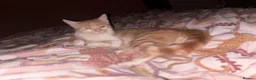 Mixed Breed cats for sale: 7 months old kitten  - Advert 1