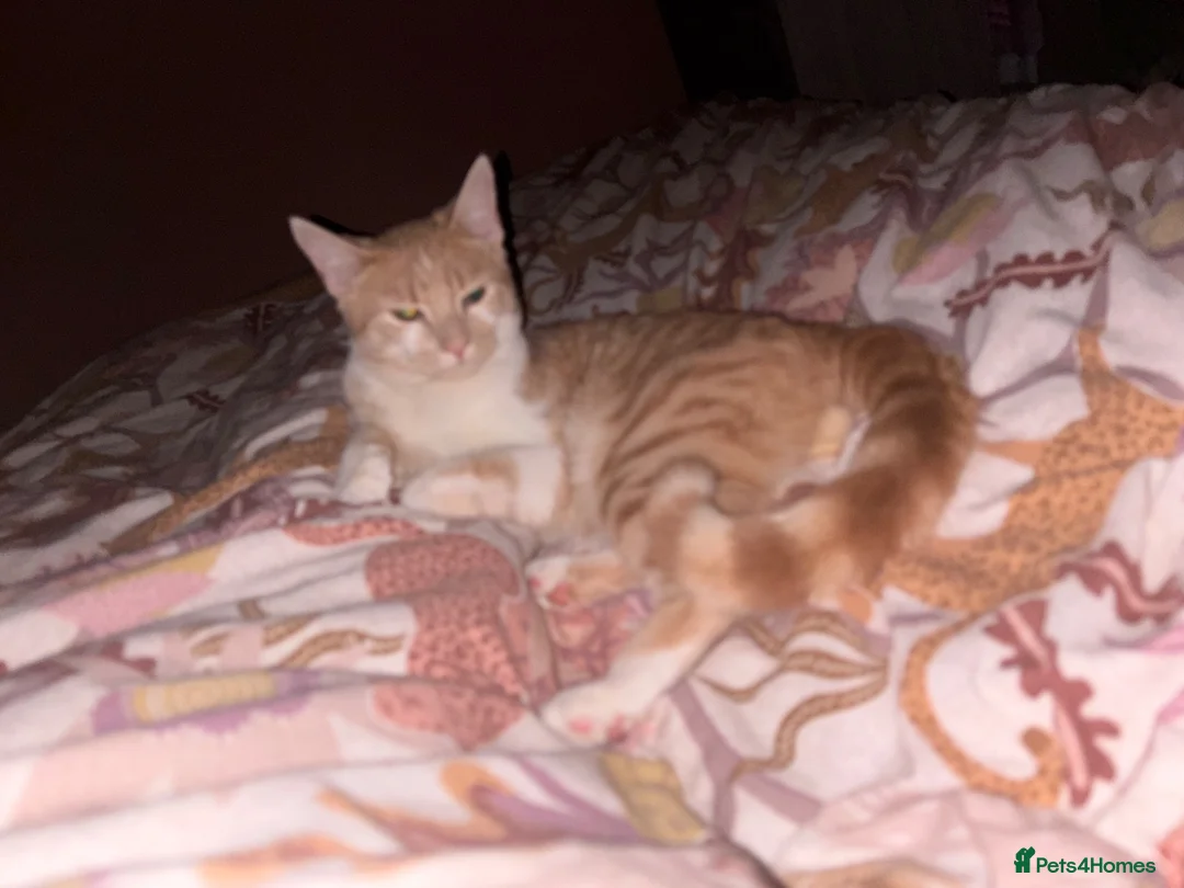 Mixed Breed cats for sale: 7 months old kitten  - Advert 1