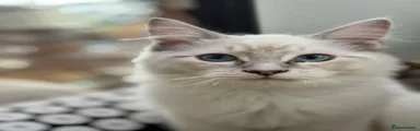 Silver Prince 