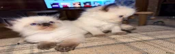 Ragdoll cats for sale: Beautiful Ragdoll kittens  in Forfar - Advert 5