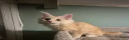 Maine Coon cats for sale: Fluffy Maine Coon kittens - Advert 15