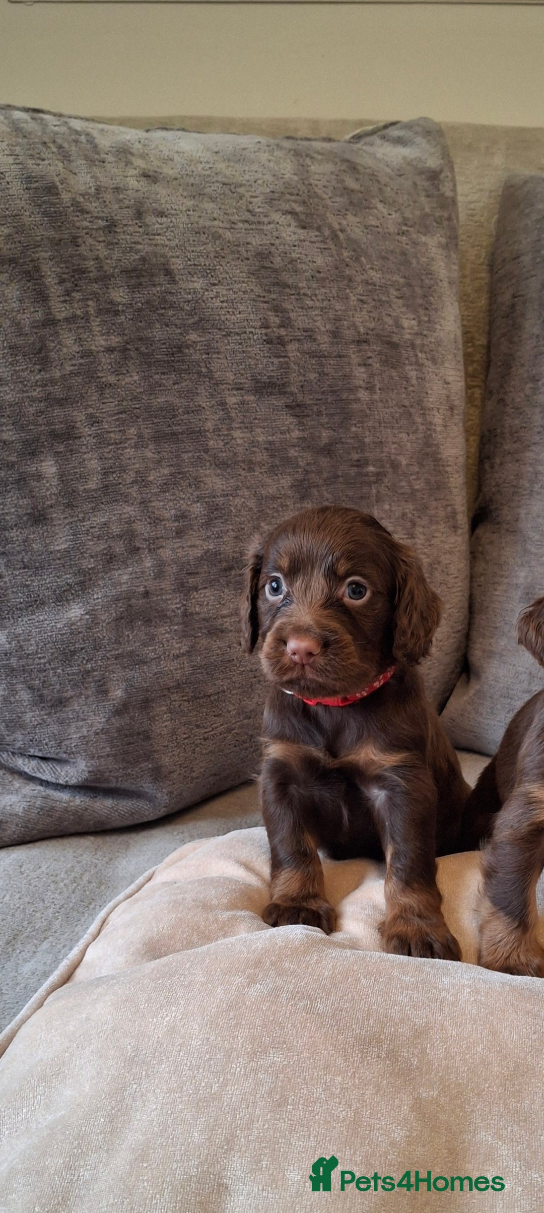 Cocker Spaniel dogs for sale: Kc reg working cocker spaniel puppies  - Advert 16