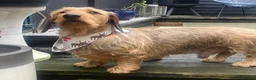Dachshund dogs for stud: STUD ONLY Wire-haired Standard Dachshund  - Advert 3