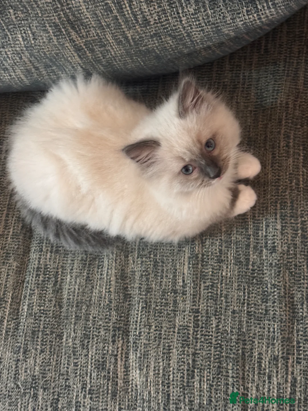 Ragdoll cats for sale: Mum, dad and kitten for sale - Advert 20