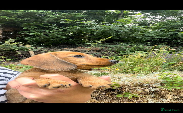 Miniature Dachshund dogs - Advert 1