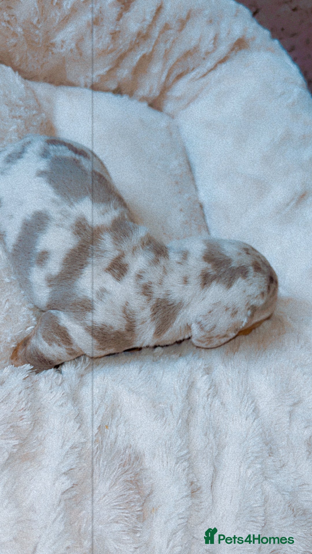 Dachshund dogs for sale: Dachshund  - Image 5