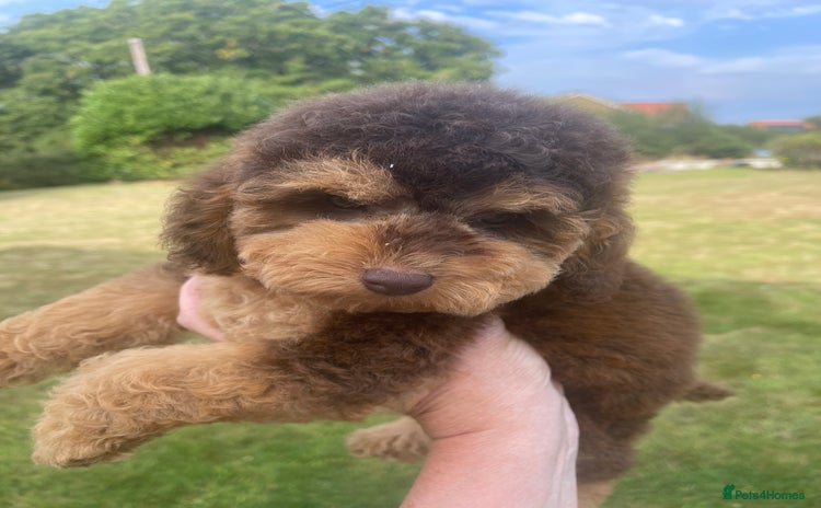 Cockapoo dogs - Advert 4